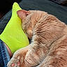 Snoop is registered to the contest to win money with this photo: cat, cat_like_mammal, claw, domestic_short_haired_cat, ear, fur, kitten, nap, paw, small_to_medium_sized_cats, snout, tabby_cat, tail, whiskers