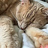 Snoop joined the competition — help win amazing prizes! cat, cat_like_mammal, close_up, domestic_short_haired_cat, ear, eye, fauna, fur, kitten, nap, nose, organ, paw, skin, sleep, small_to_medium_sized_cats, snout, whiskers