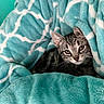 cat, kitten, blanket, soft_texture, teal, white_pattern, cozy, pet, animal, feline, cute, resting, indoor, fur, whiskers, ears, eyes, comfort, closeup, portrait