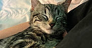 Stiles joined the competition — help win amazing prizes! kitten, tabby, sleeping, cat, pet, animal, closeup, cozy, resting, indoor, bed, blanket, human_arm, feline, cute, domestic_cat, whiskers, soft_light, peaceful, snuggling