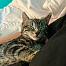 kitten, tabby, sleeping, cat, pet, animal, closeup, cozy, resting, indoor, bed, blanket, human_arm, feline, cute, domestic_cat, whiskers, soft_light, peaceful, snuggling