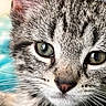 cat, tabby, close_up, face, whiskers, green_eyes, fur, pet, animal, curious, portrait, indoor, soft_light, feline, muzzle, ears, nose, cute, young, domestic