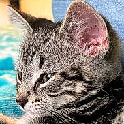 Stiles joined the competition — help win amazing prizes! cat, tabby_cat, close_up, pet, animal, fur, whiskers, ear, face, profile, sleepy, relaxed, indoor, domestic_animal, cute, feline, young_cat, portrait, soft_background, resting