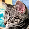 cat, tabby_cat, close_up, pet, animal, fur, whiskers, ear, face, profile, sleepy, relaxed, indoor, domestic_animal, cute, feline, young_cat, portrait, soft_background, resting