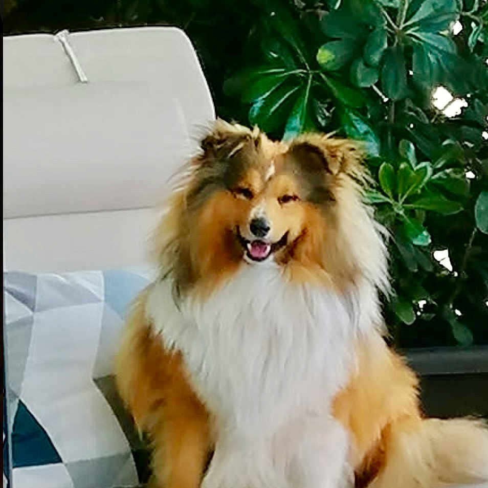 Texas a rejoint le concours — aidez-le/la à gagner de superbes lots ! animal, companion, cushion, cute, dog, domestic_animal, fluffy, fur, garden, greenery, happy, leaves, lounge_chair, nature, outdoor, pet, relaxed, shetland_sheepdog, sitting, smiling