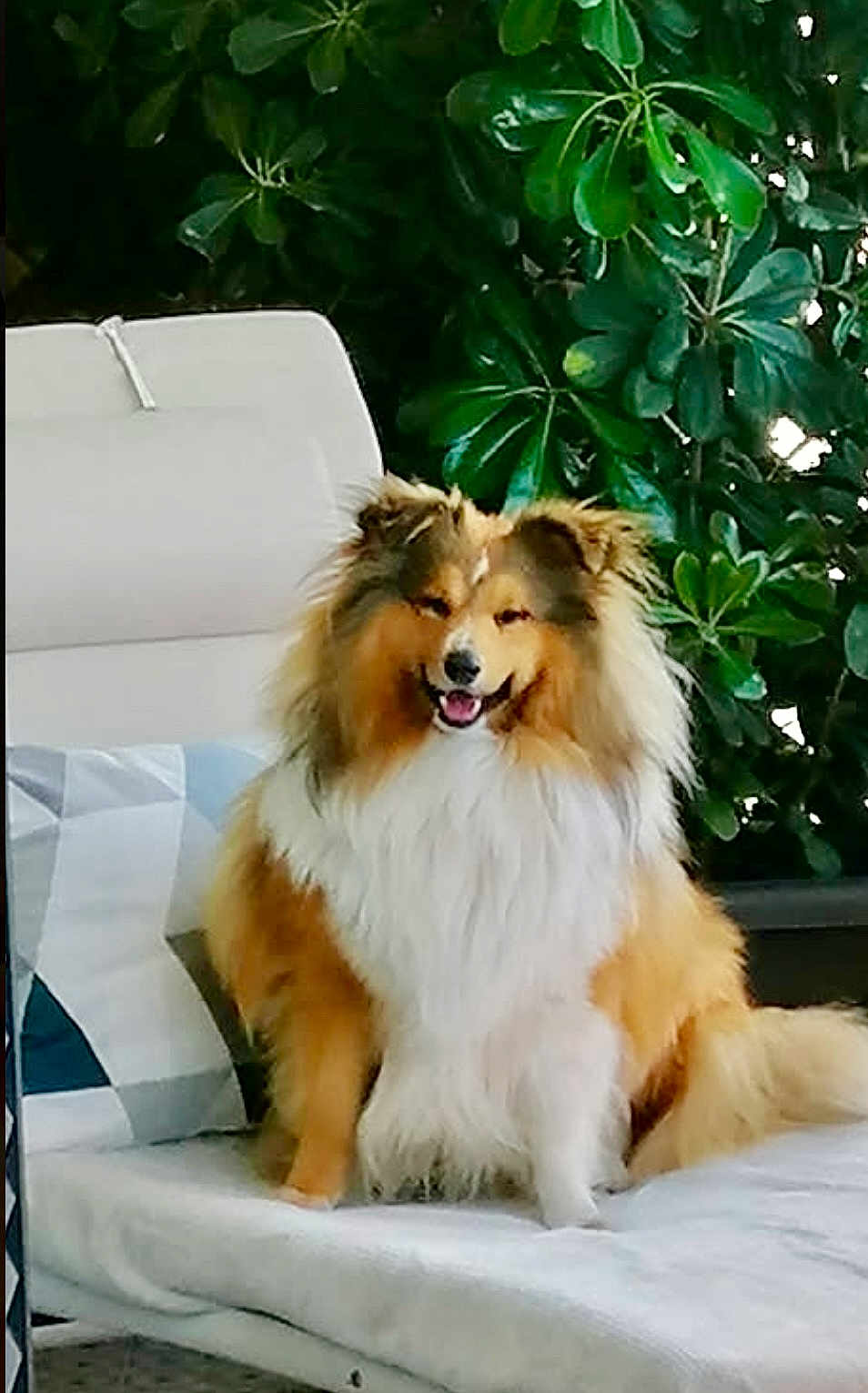 Texas a rejoint le concours — aidez-le/la à gagner de superbes lots ! dog, shetland_sheepdog, fluffy, pet, outdoor, lounge_chair, cushion, greenery, leaves, happy, smiling, fur, animal, companion, relaxed, nature, garden, domestic_animal, cute, sitting
