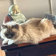 Désiré a rejoint le concours — aidez-le/la à gagner de superbes lots ! blue_eyes, buddha_statue, cat, cream_fur, dark_face, fireplace, fluffy_cat, furniture, home, indoor, long_hair, lounging, mantel, paws, pet, portrait, relaxed, seal_point, sleeping, whiskers