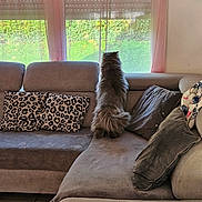 Malo a rejoint le concours — aidez-le/la à gagner de superbes lots ! cat, fluffy, gray_couch, pillows, window, curtains, blinds, indoor, home, furniture, leopard_print_pillows, blanket, tile_floor, pet, back_view, daylight, greenery_outside, relaxed, animal, domestic