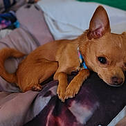 Peaches is registered to the contest to win money with this photo: dog, small_dog, tan_dog, pet, bed, blanket, cozy, ears, paw, resting, indoors, cute, animal, fur, collar, sleepy, companion, domestic_animal, relaxed, canine