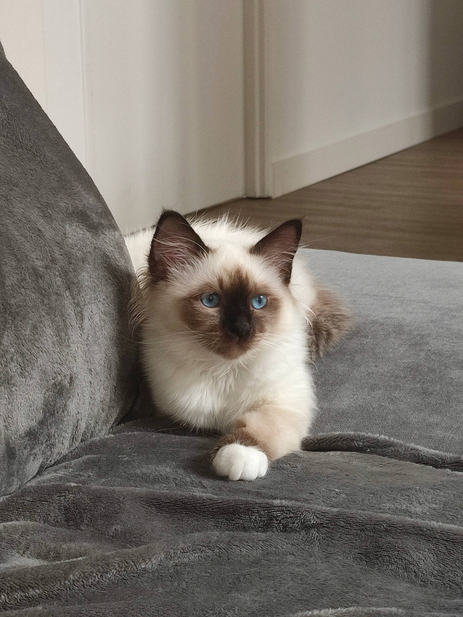 Oni a rejoint le concours — aidez-le/la à gagner de superbes lots ! balinese, birman, carnivore, cat, comfort, eye, face, fawn, felidae, flooring, fur, head, iris, siamese, sitting, small_to_medium_sized_cats, snout, tail, terrestrial_animal, whiskers