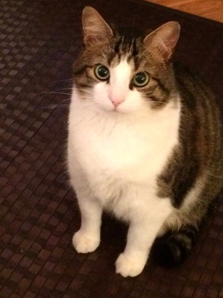 Rookie participe au concours pour gagner de l'argent avec cette photo : aegean_cat, american_curl, american_wirehair, asian, british_semi_longhair, carnivore, cat, cymric, domestic_short_haired_cat, european_shorthair, eye, felidae, kitten, mammal, norwegian_forest_cat, polydactyl_cat, small_to_medium_sized_cats, tabby_cat, vertebrate, whiskers