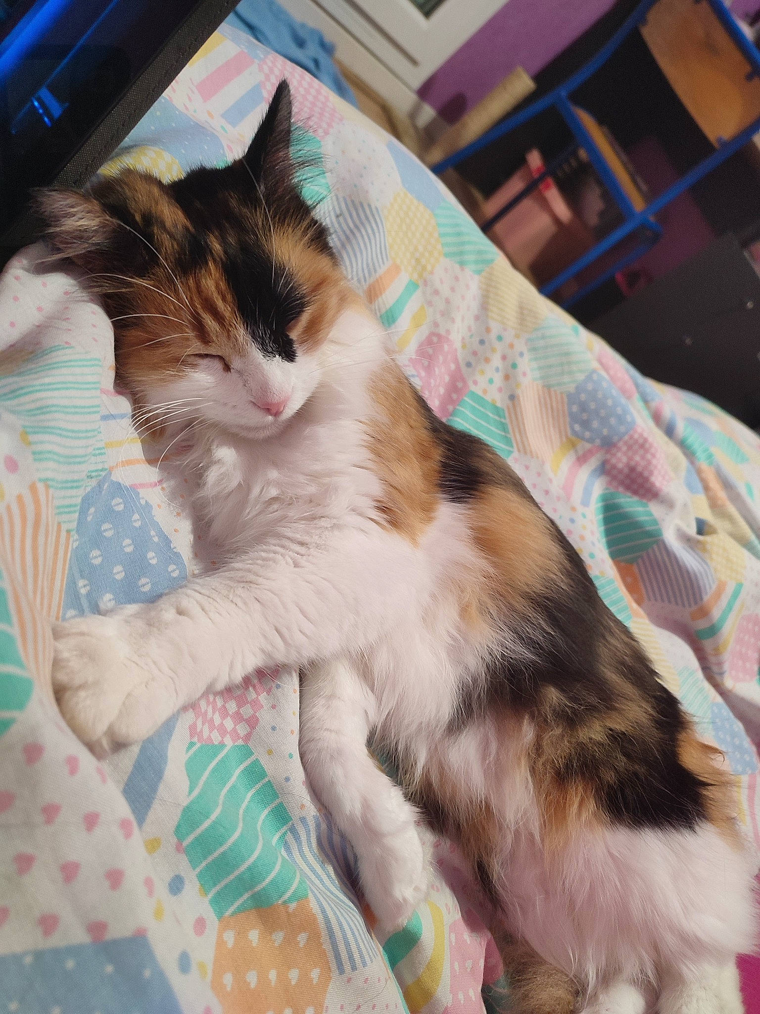 Éclipse a rejoint le concours — aidez-le/la à gagner de superbes lots ! box, carnivore, cat, chair, claw, comfort, domestic_short_haired_cat, felidae, foot, fur, human_leg, lap, linens, pattern, paw, plant, small_to_medium_sized_cats, tail, whiskers, window