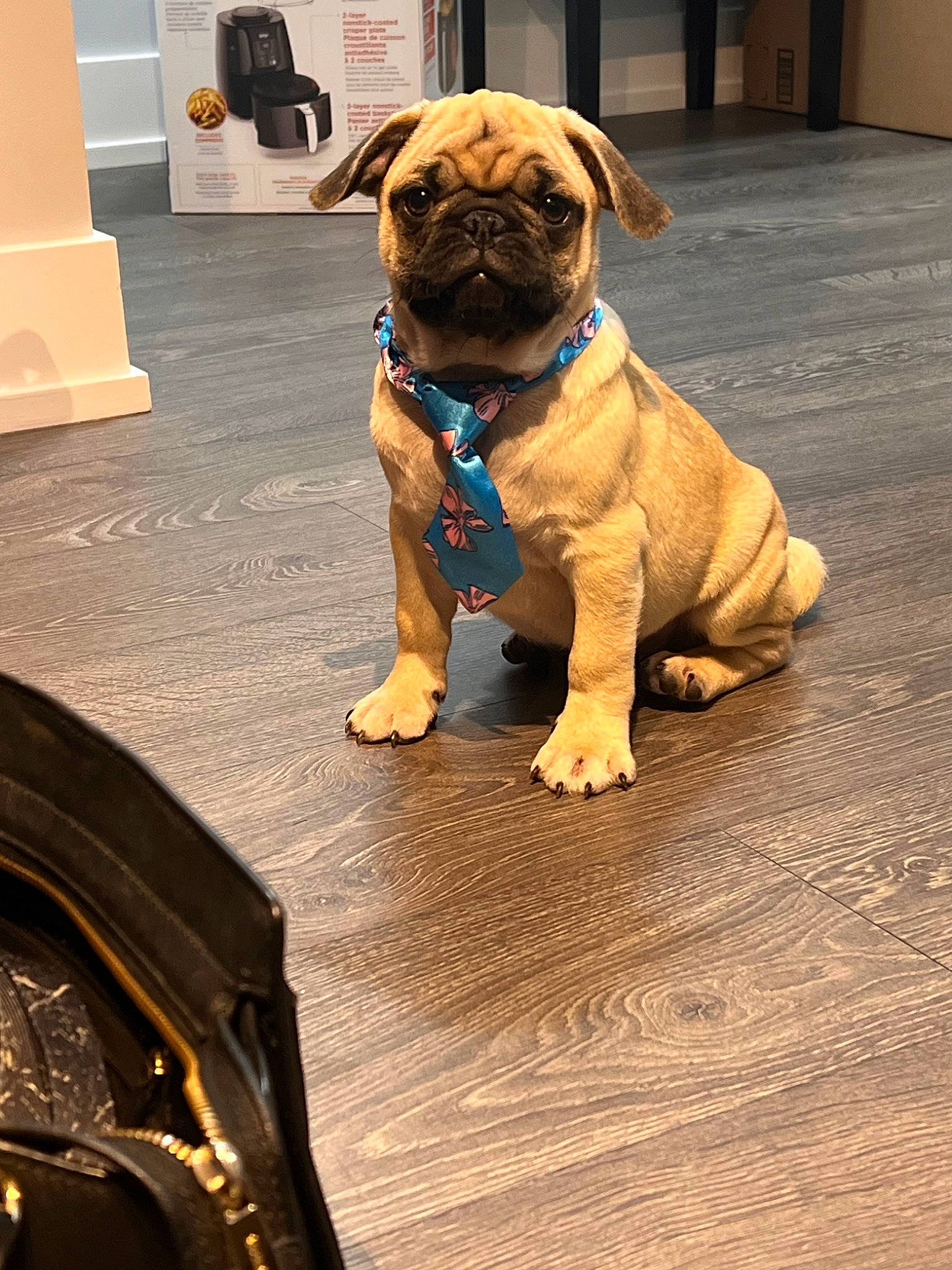 Sir Scruffems joined the competition — help win amazing prizes! automotive_tire, carnivore, collar, companion_dog, dog, dog_breed, dog_collar, dog_supply, fawn, fender, floor, flooring, hood, leash, pet_supply, snout, sporting_group, tire, tread, working_animal