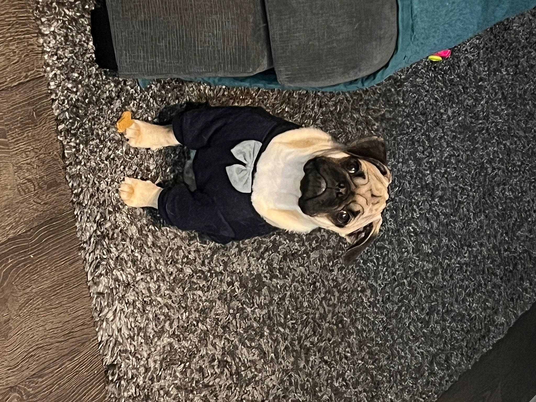 Sir Scruffems joined the competition — help win amazing prizes! asphalt, automotive_exterior, bumper, canidae, comfort, floor, flooring, fun, fur, grass, human_leg, knee, nap, road_surface, sidewalk, sitting, thigh, tree, vehicle_door, wood