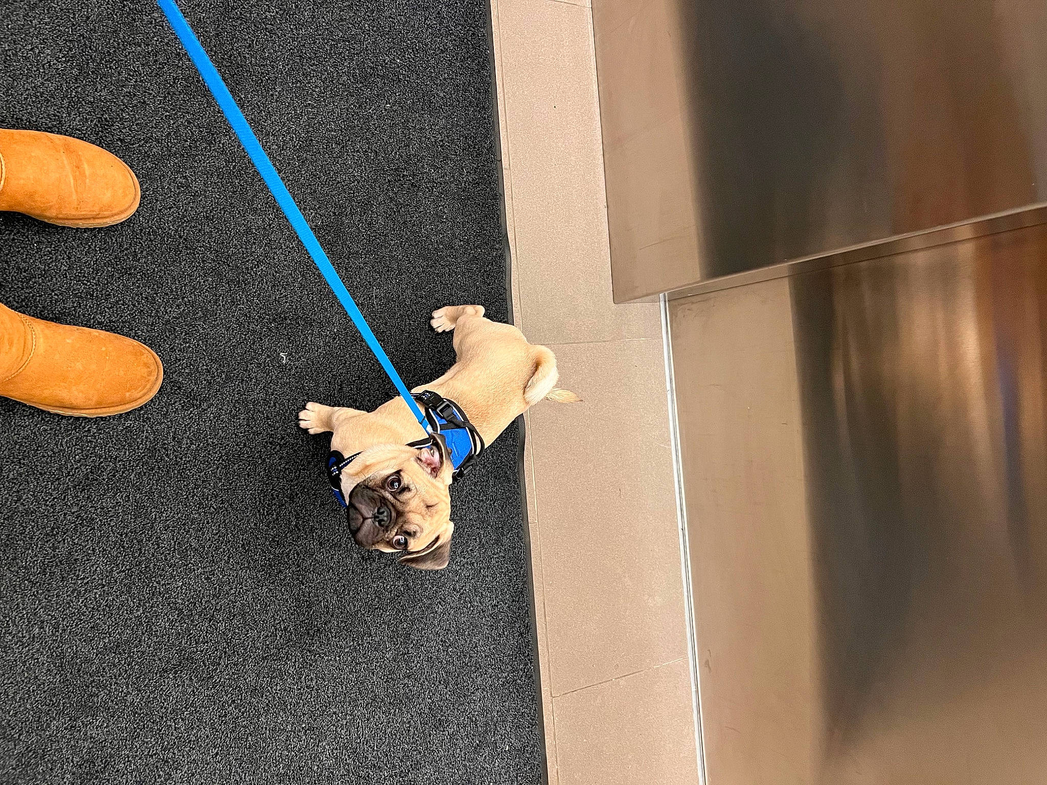 Sir Scruffems is registered to the contest to win money with this photo: canidae, carnivore, companion_dog, dog, dog_breed, dog_collar, dog_supply, electric_blue, fashion_accessory, fawn, floor, flooring, gesture, hardwood, human_leg, leash, pet_supply, sporting_group, tail, wood