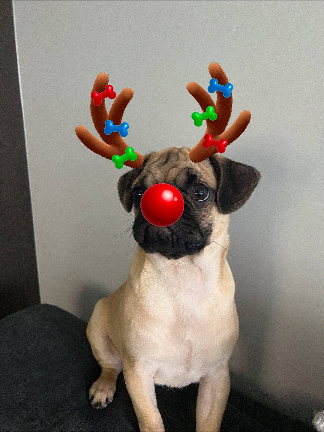 Sir Scruffems joined the competition — help win amazing prizes! animal_figure, antler, canidae, carmine, carnivore, christmas, companion_dog, deer, dog, dog_breed, dog_collar, fawn, fictional_character, fur, reindeer, snout, stuffed_toy, tail, whiskers, working_animal