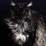 cat, fluffy, black, gray, long_hair, green_eyes, portrait, animal, pet, feline, sitting, dark_background, mysterious, wild_fur, majestic, fur_texture, indoor, close_up, whiskers, ears