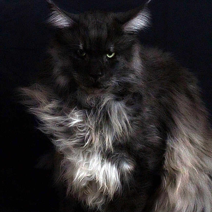 Oskar a rejoint le concours — aidez-le/la à gagner de superbes lots ! cat, fluffy, black, gray, long_hair, green_eyes, portrait, animal, pet, feline, sitting, dark_background, mysterious, wild_fur, majestic, fur_texture, indoor, close_up, whiskers, ears