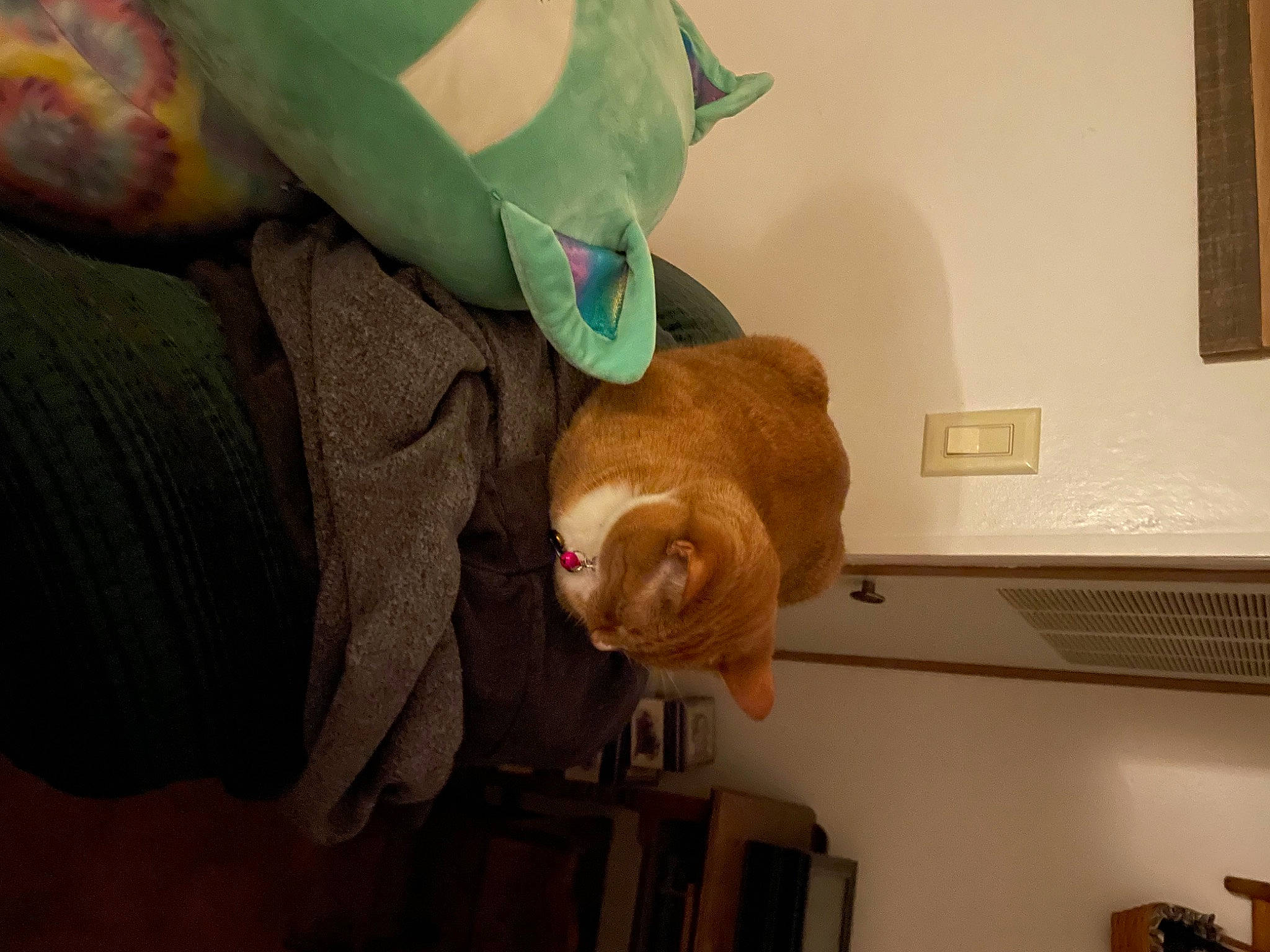 Harleen joined the competition — help win amazing prizes! bookcase, carnivore, cat, domestic_short_haired_cat, fawn, felidae, fur, mascot, organism, picture_frame, plush, room, small_to_medium_sized_cats, stuffed_toy, tail, teddy_bear, textile, toy, whiskers, wood