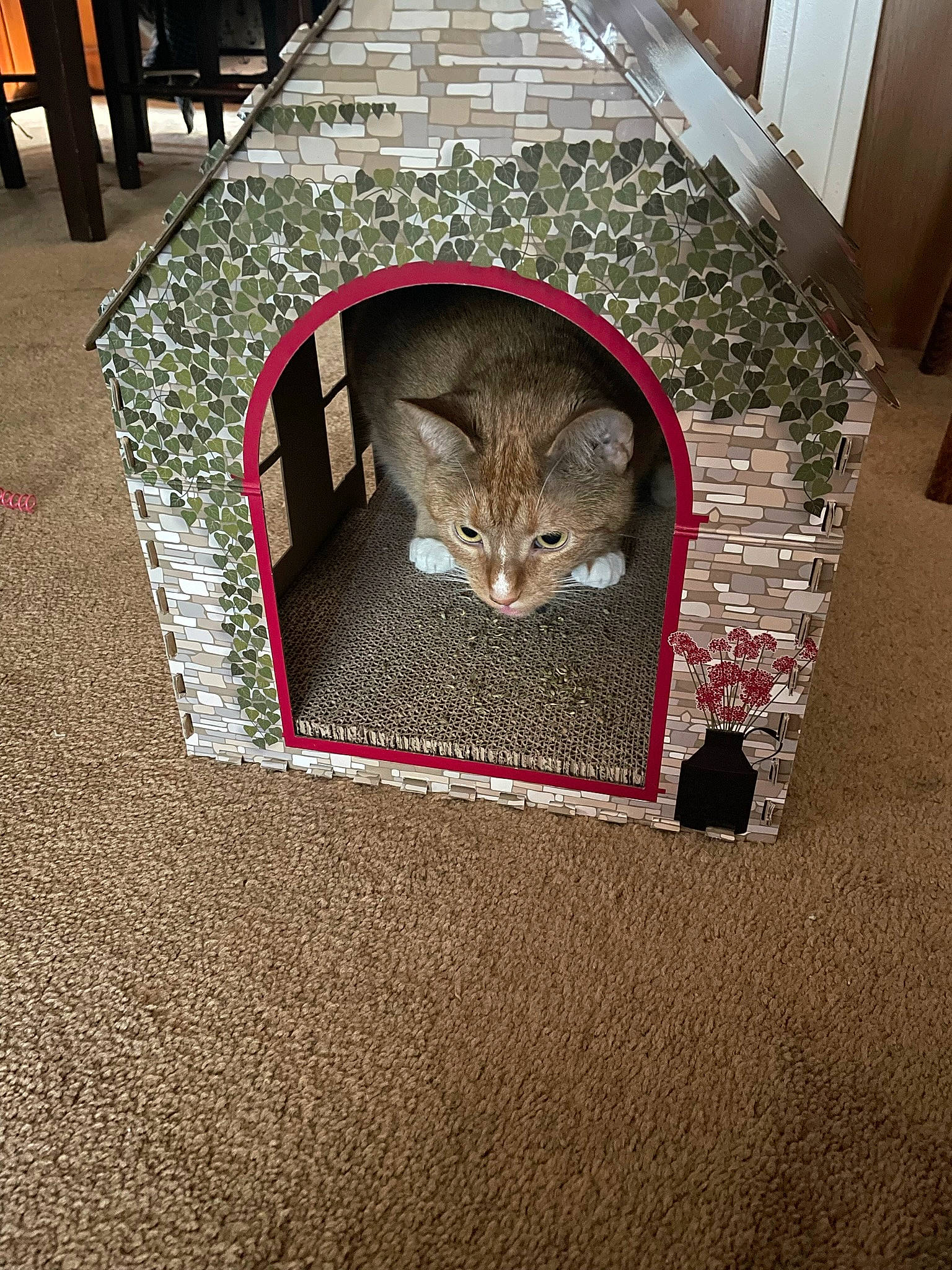 Harleen joined the competition — help win amazing prizes! carnivore, carpet, cat, cat_supply, domestic_short_haired_cat, fawn, felidae, floor, flooring, fur, grass, grey, rectangle, road_surface, small_to_medium_sized_cats, snout, stairs, tail, whiskers, wood