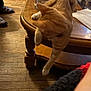 Echo is registered to the contest to win money with this photo: cat, orange_tabby, wooden_table, wooden_floor, indoor, curious, paw, furniture, relaxed, pet, collar, domestic_animal, table_leg, flooring, home, animal, mammal, resting, brown, cozy