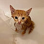 Echo is registered to the contest to win money with this photo: kitten, cat, bathtub, wet, orange, white, fur, ears, whiskers, pet, animal, indoor, curious, small, young, cute, looking_up, water, bath, expression