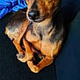 dog, small_dog, brown_dog, black_dog, pet, indoor, couch, blanket, person, bowl, phone, curled_up, looking_at_camera, close_up, fur, animal, companion, cozy, resting, home