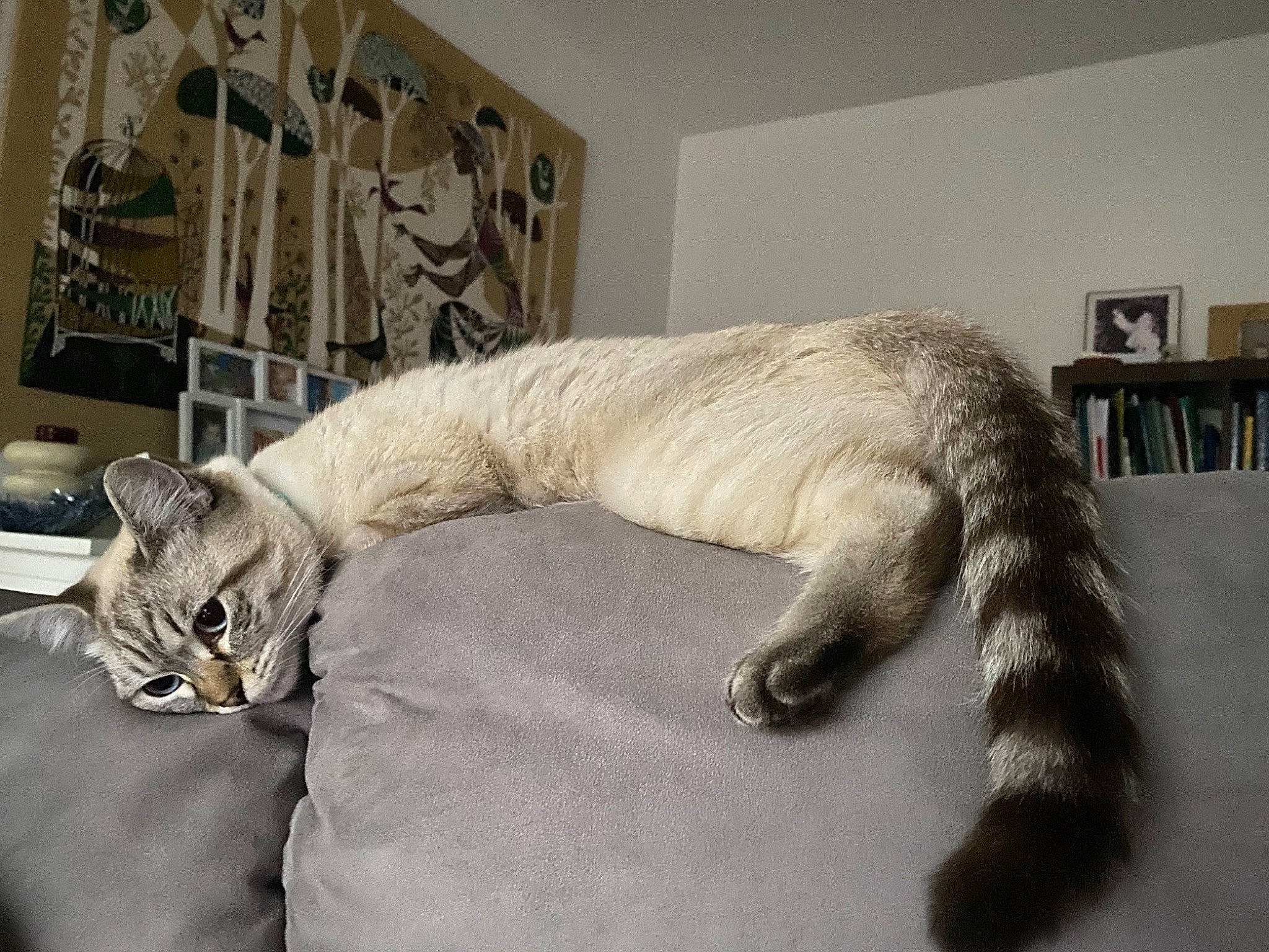 Riley participe au concours pour gagner de l'argent avec cette photo : carnivore, cat, claw, comfort, dog_breed, domestic_short_haired_cat, fawn, felidae, flooring, fur, grey, linens, paw, picture_frame, shelf, small_to_medium_sized_cats, snout, tail, whiskers, window