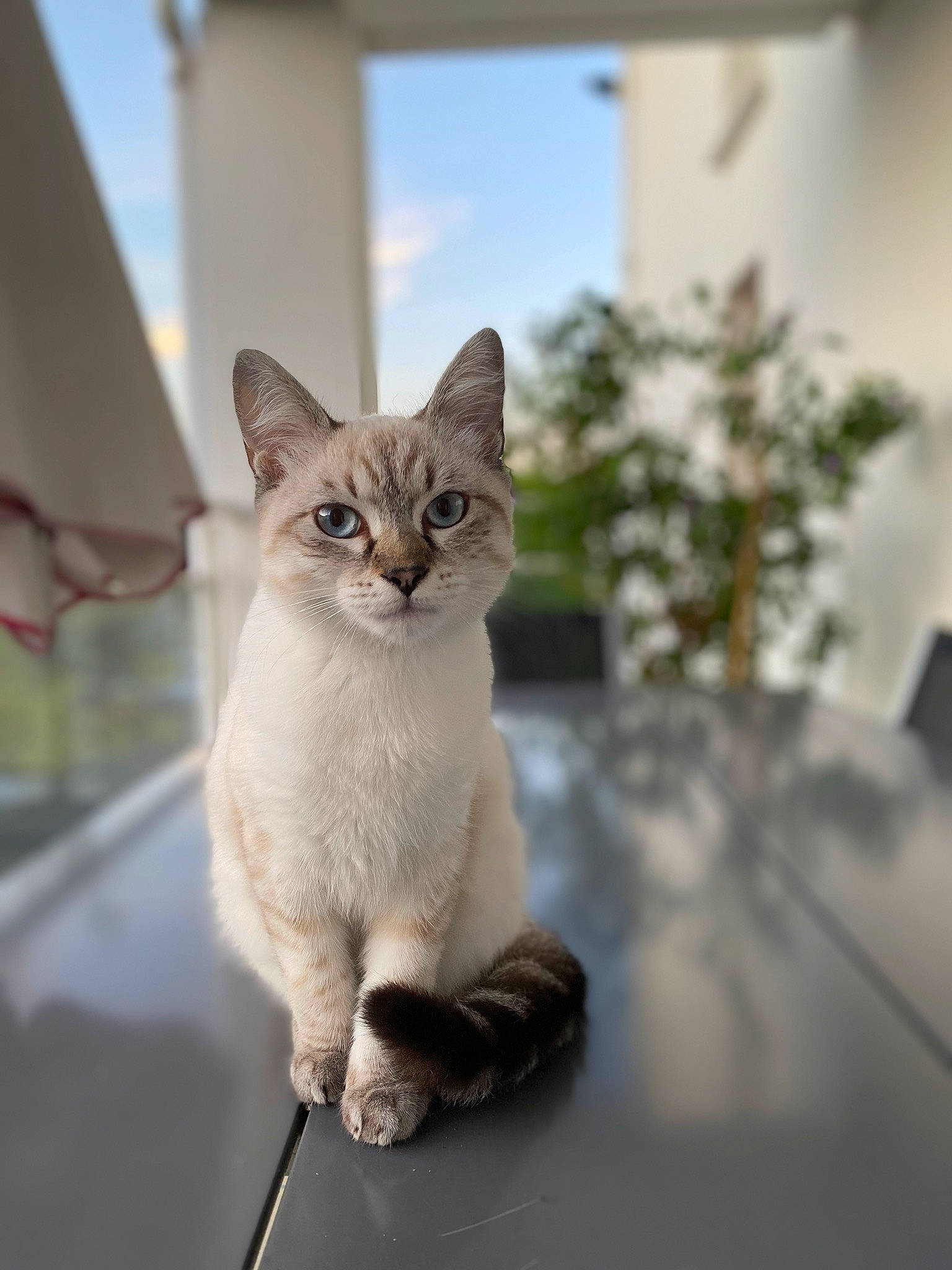 Riley participe au concours pour gagner de l'argent avec cette photo : art, carnivore, cat, domestic_short_haired_cat, door, fawn, felidae, fur, grey, paw, plant, sitting, sky, small_to_medium_sized_cats, snout, tail, whiskers, wildlife, window, wood