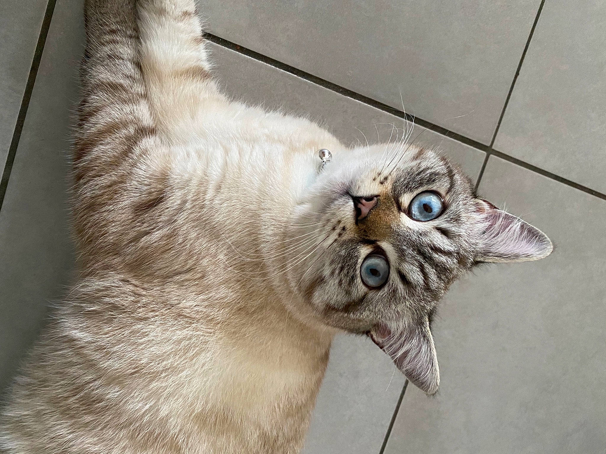 Riley participe au concours pour gagner de l'argent avec cette photo : carnivore, cat, claw, domestic_short_haired_cat, eye, fang, fawn, felidae, fur, grey, paw, small_to_medium_sized_cats, snout, tail, thai, whiskers, window