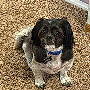 Leo joined the competition — help win amazing prizes! dog, small_dog, black_and_white, pet, canine, sitting, carpet, indoor, home, blue_collar, dog_tag, floppy_ears, long_hair, brown_eyes, white_paws, black_fur, shaggy_carpet, portrait, alert, cute