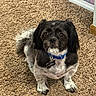 dog, small_dog, black_and_white, pet, canine, sitting, carpet, indoor, home, blue_collar, dog_tag, floppy_ears, long_hair, brown_eyes, white_paws, black_fur, shaggy_carpet, portrait, alert, cute