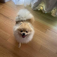 Bean is registered to the contest to win money with this photo: dog, pomeranian, fluffy, smiling, wooden_floor, indoor, pet, small_dog, curtains, window_light, happy, animal, canine, cute, fur, companion, domestic, looking_up, adorable, friendly
