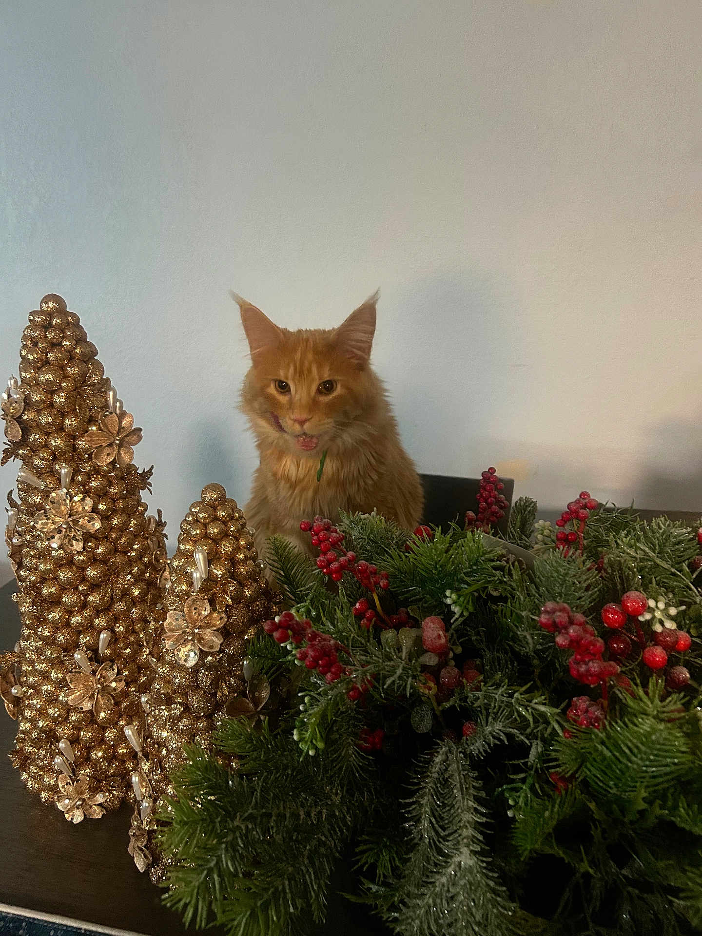 Simba is registered to the contest to win money with this photo: cat, orange_cat, holiday_decorations, golden_ornaments, pine_branches, red_berries, table, indoor, festive, fluffy_cat, curious, tongue_out, decor, christmas, seasonal, plant, greenery, ornament, feline, pet