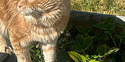 Simba joined the competition — help win amazing prizes! cat, orange_tabby, plant, wooden_planter, greenery, outdoor, sunlight, grass, leaf, pet, animal, feline, curious, nature, garden, daylight, fluffy, whiskers, ears, paw