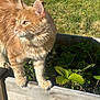 cat, orange_tabby, plant, wooden_planter, greenery, outdoor, sunlight, grass, leaf, pet, animal, feline, curious, nature, garden, daylight, fluffy, whiskers, ears, paw