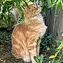 animal, calm, cat, curious, feline, fluffy_fur, garden, greenery, ground, leafy, nature, orange_cat, outdoor, pet, plants, shrubbery, sitting, sunlight, whiskers, wooden_fence