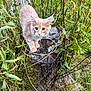 Simba is registered to the contest to win money with this photo: kitten, cat, tree_stump, outdoor, greenery, plants, grass, moss, nature, curious, pet, animal, fur, whiskers, ears, closeup, young, captive, playful, garden
