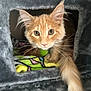 Simba joined the competition — help win amazing prizes! cat, orange_cat, feline, whiskers, ears, tail, cat_condo, blanket, cozy, pet, curious, indoor, animal, fur, cute, kitten, resting, soft, home, cute_pet
