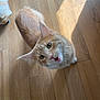 animal, cat, companion, curious, cute, dog, domestic, flooring, fur, household, indoor, looking_up, meowing, orange_tabby, pet, playful, shadow, sunlight, white_dog, wooden_floor