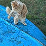 animal, blue_surface, cat, curious, daylight, feline, fluffy, fur, grass, mammal, nature, orange_cat, outdoor, paw, pet, playful, scratches, texture, whiskers, wood