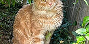 Simba is registered to the contest to win money with this photo: animal, cat, curious, eyes, fence, fluffy_fur, foliage, garden, green_leaves, ground, nature, orange_tabby, outdoor, peaceful, pet, plants, shadows, sitting, sunlight, whiskers