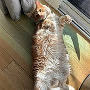 Simba joined the competition — help win amazing prizes! cat, orange_cat, fluffy, lying_down, indoor, sunlight, wooden_floor, curtains, glass_door, paws, pet, feline, relaxed, cute, whiskers, tail, fur, looking, domestic_cat, cozy