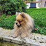 dog, pomeranian, fluffy, pet, outdoor, garden, grass, stone, ledges, greenery, animal, cute, small_dog, fur, canine, nature, relaxing, side_view, daylight, mammal
