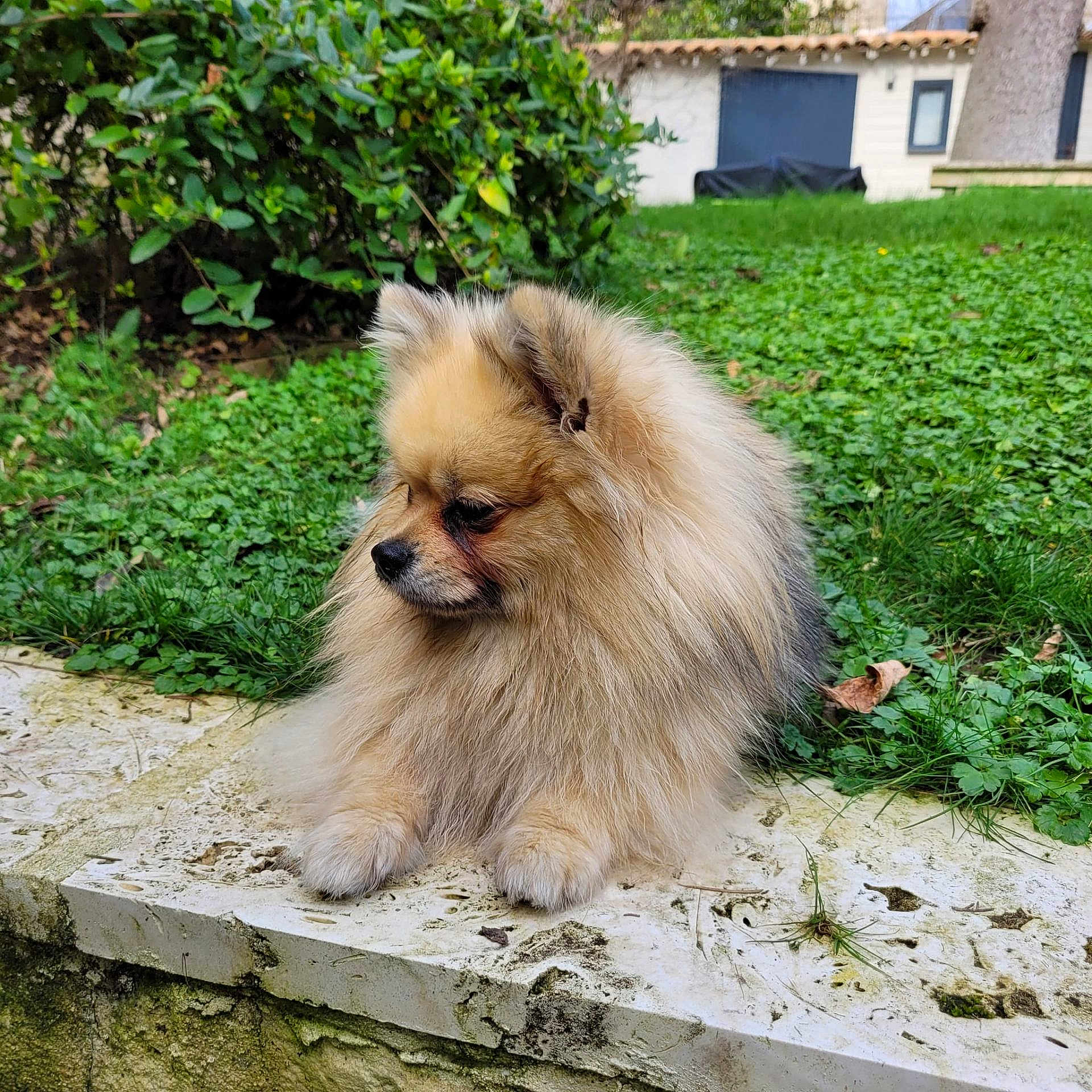 Uby participe au concours pour gagner de l'argent avec cette photo : dog, pomeranian, fluffy, pet, outdoor, garden, grass, stone, ledges, greenery, animal, cute, small_dog, fur, canine, nature, relaxing, side_view, daylight, mammal