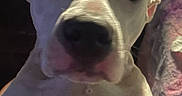Daisy is registered to the contest to win money with this photo: animal, app_icons, close_up, companion, cute, date_display, dog, face, flashlight_icon, indoor, instagram, lock_screen, music_player, pet, phone_screen, portrait, social_media, text_overlay, time_display, white_dog