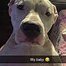 animal, app_icons, close_up, companion, cute, date_display, dog, face, flashlight_icon, indoor, instagram, lock_screen, music_player, pet, phone_screen, portrait, social_media, text_overlay, time_display, white_dog