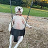 Daisy joined the competition — help win amazing prizes! animal, canine, chain, collar, daylight, dog, fun, grass, leisure, nature, outdoor, park, pet, playground, seat, summer, swing, trees, white_dog, woodchips