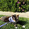 Layla is registered to the contest to win money with this photo: cat, calico, grass, purple_harness, leash, outdoor, sunlight, greenery, bushes, flowers, pet, animal, nature, resting, sidewalk, daytime, whiskers, fur, paws, garden