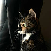 Layla joined the competition — help win amazing prizes! cat, calico, green_eye, close_up, portrait, feline, whiskers, fur, side_view, window_light, indoor, black_background, animal, pet, cute, domestic_cat, profile, soft_light, calm, sitting